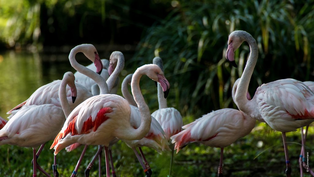 Kölner Zoo