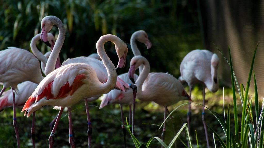 Kölner Zoo