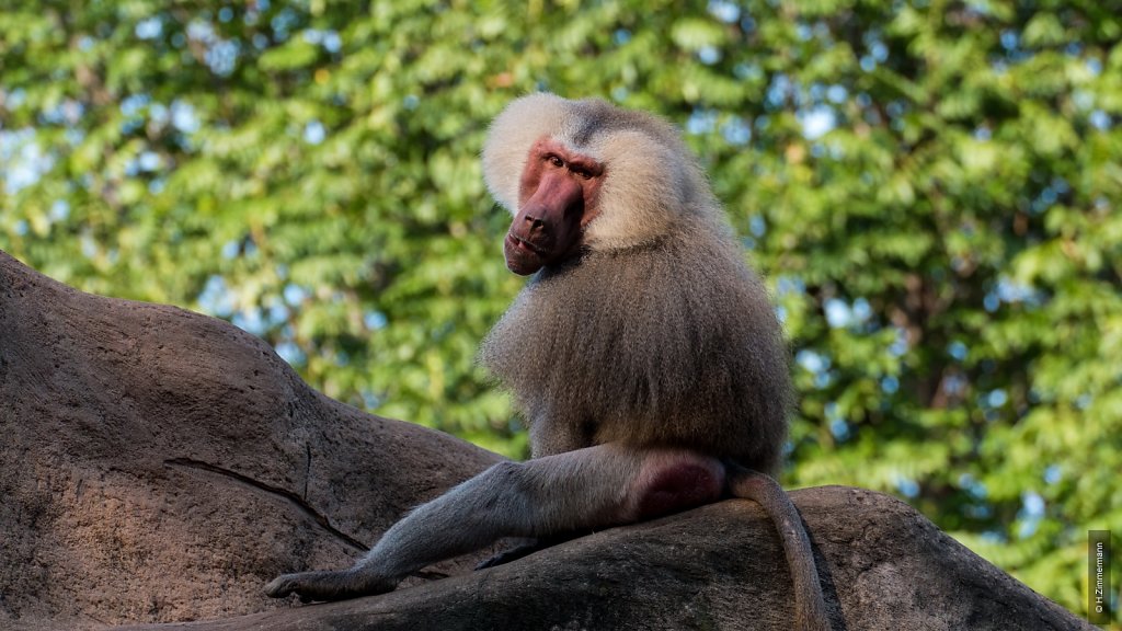 Kölner Zoo