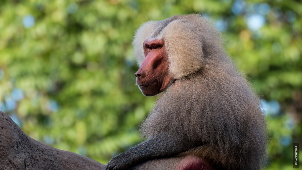 Kölner Zoo