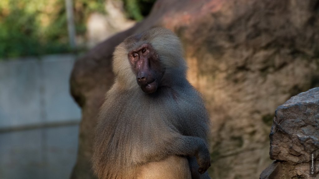 Kölner Zoo