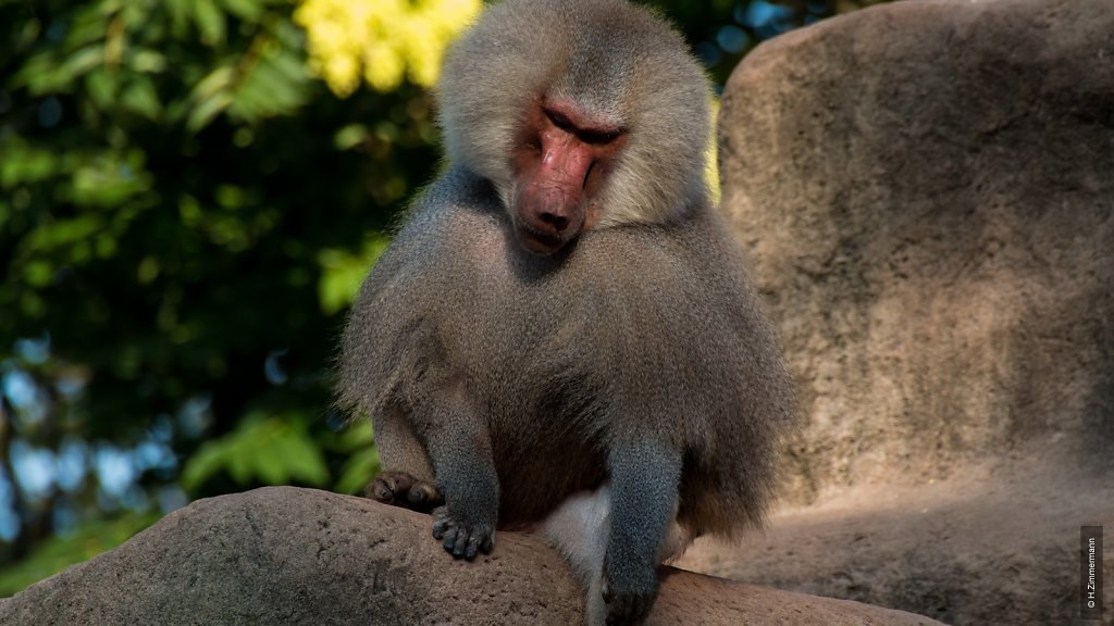 Kölner Zoo