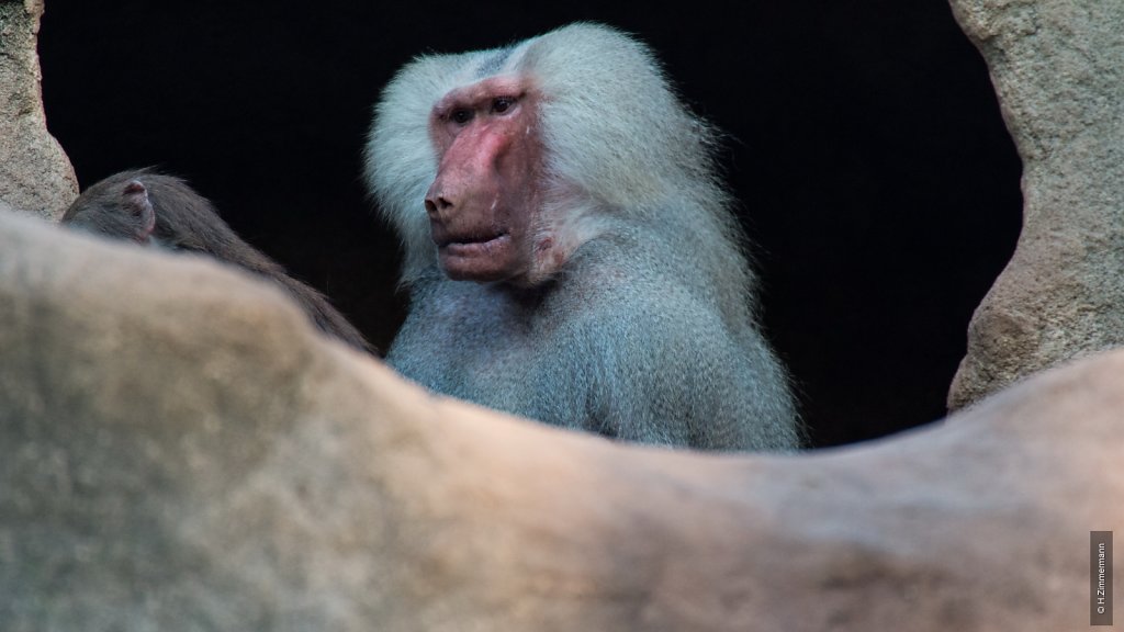 Kölner Zoo