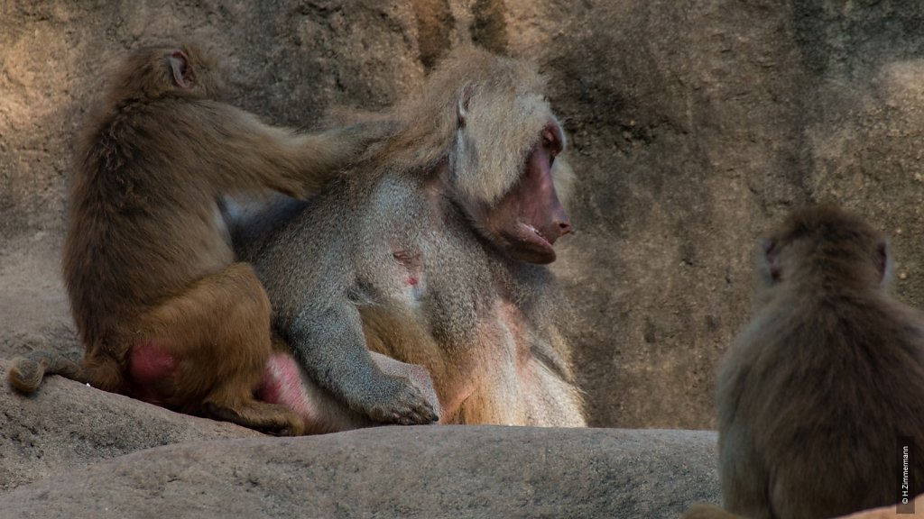 Kölner Zoo