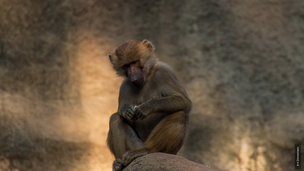 Kölner Zoo