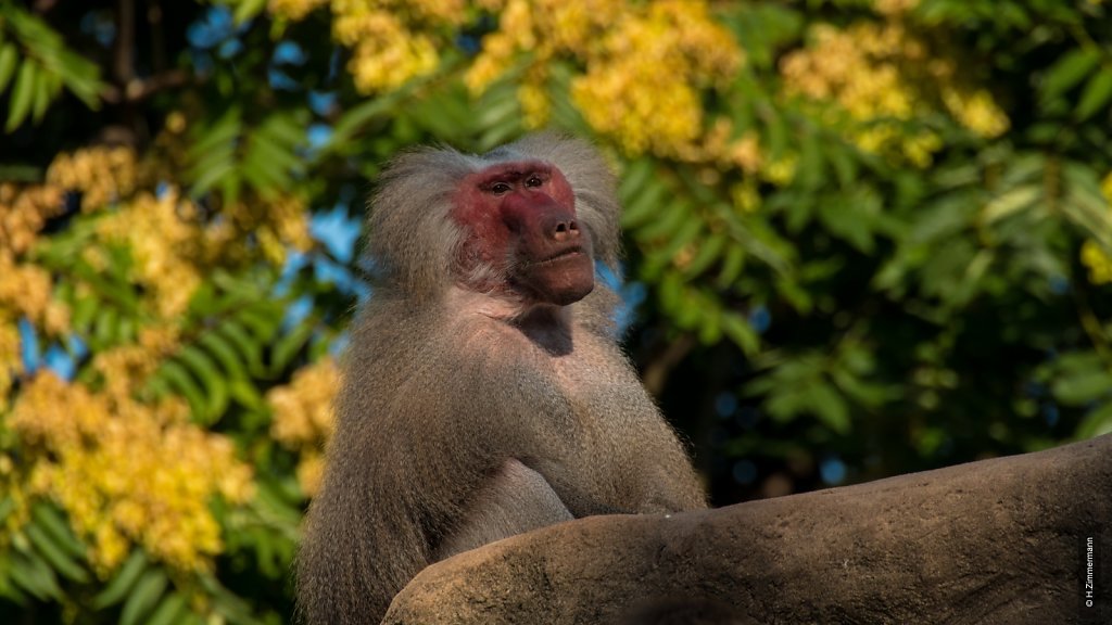 Kölner Zoo