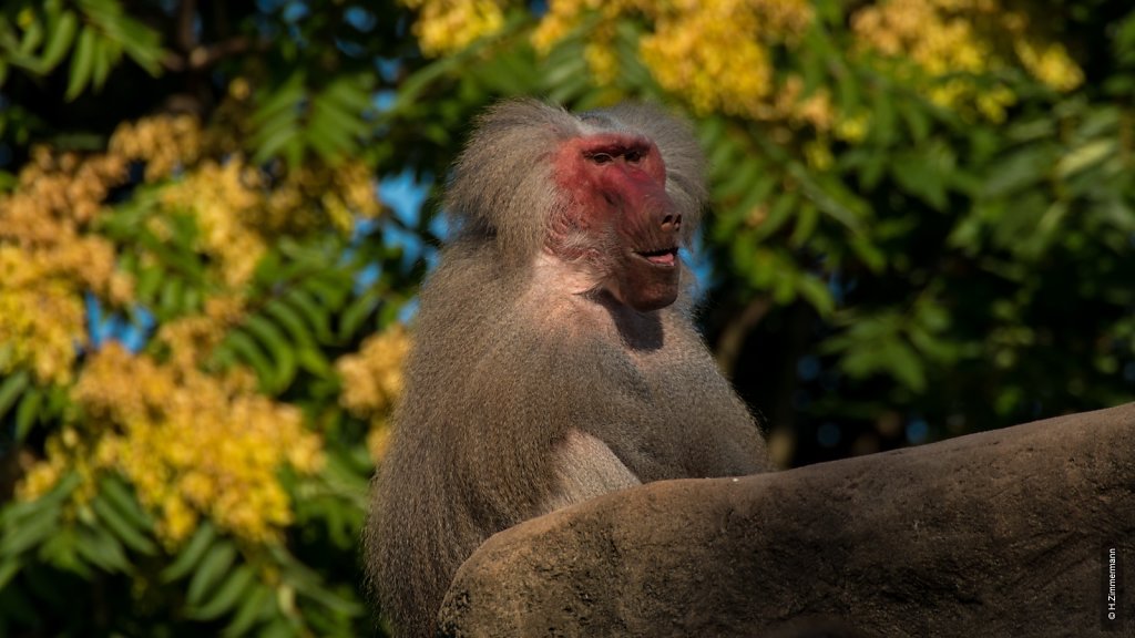 Kölner Zoo