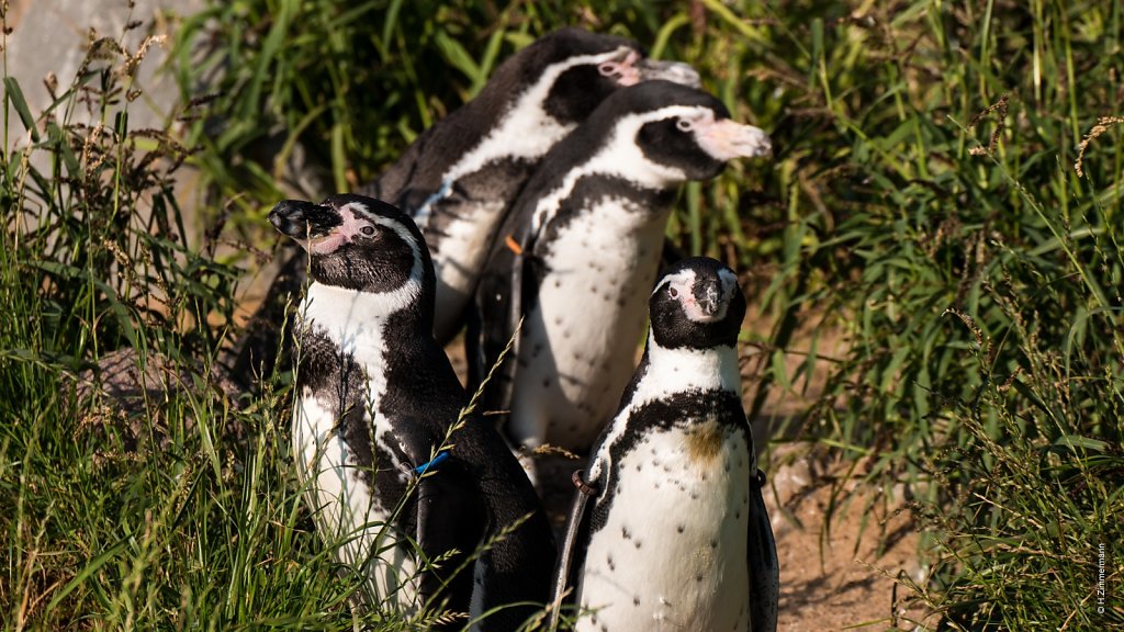 Kölner Zoo