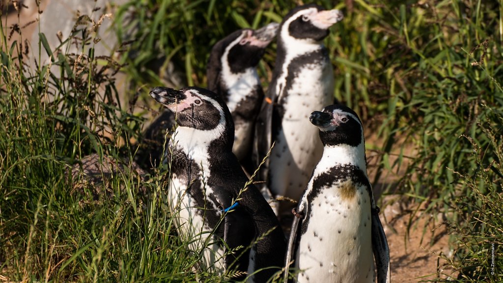 Kölner Zoo