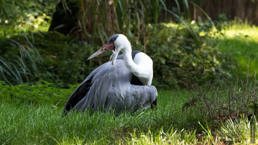 Kölner Zoo