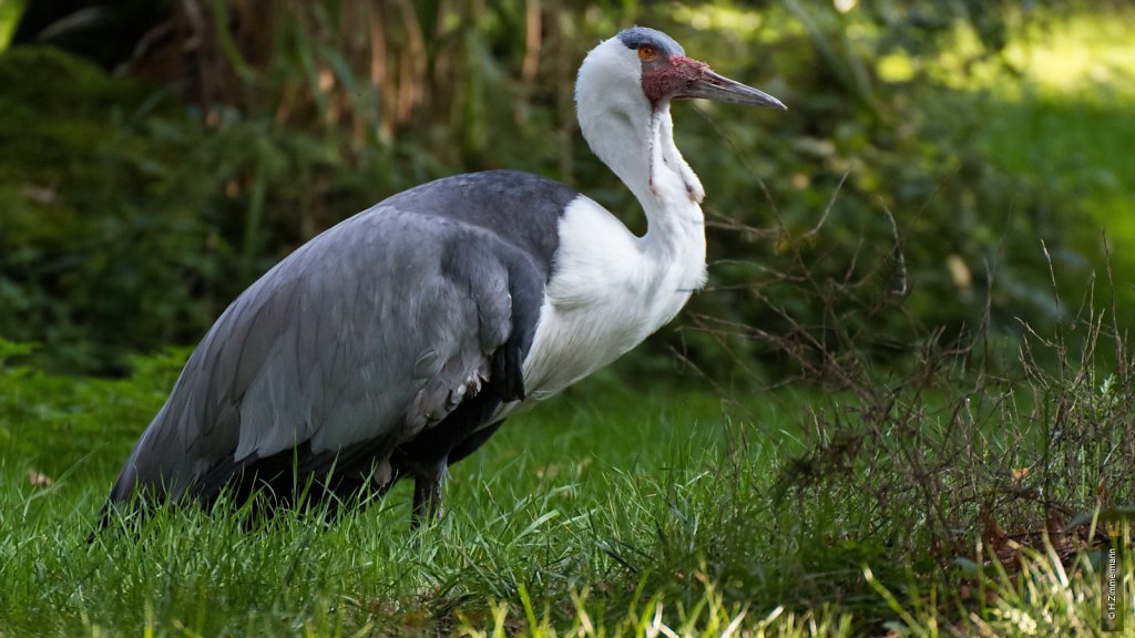 Kölner Zoo