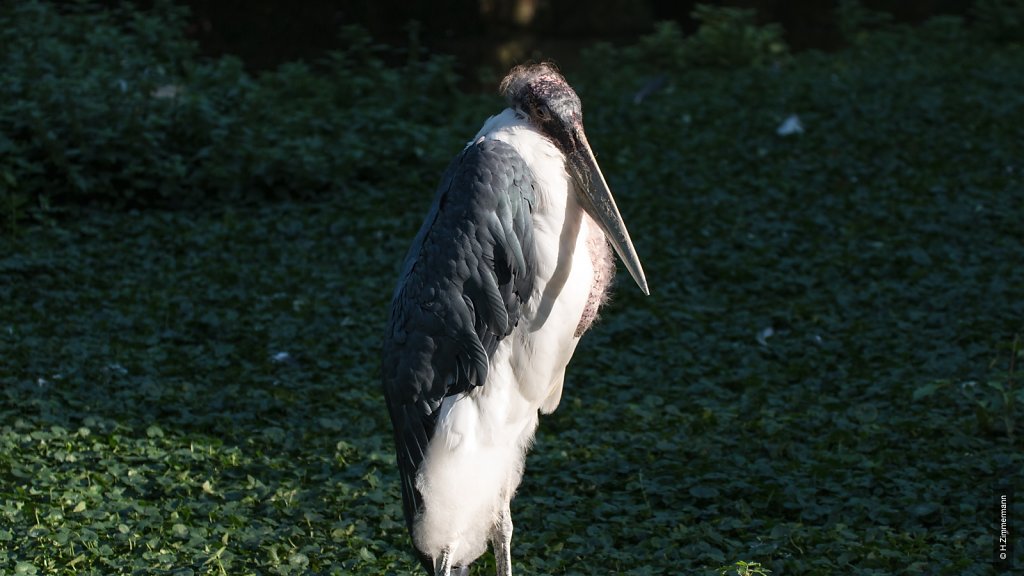 Kölner Zoo