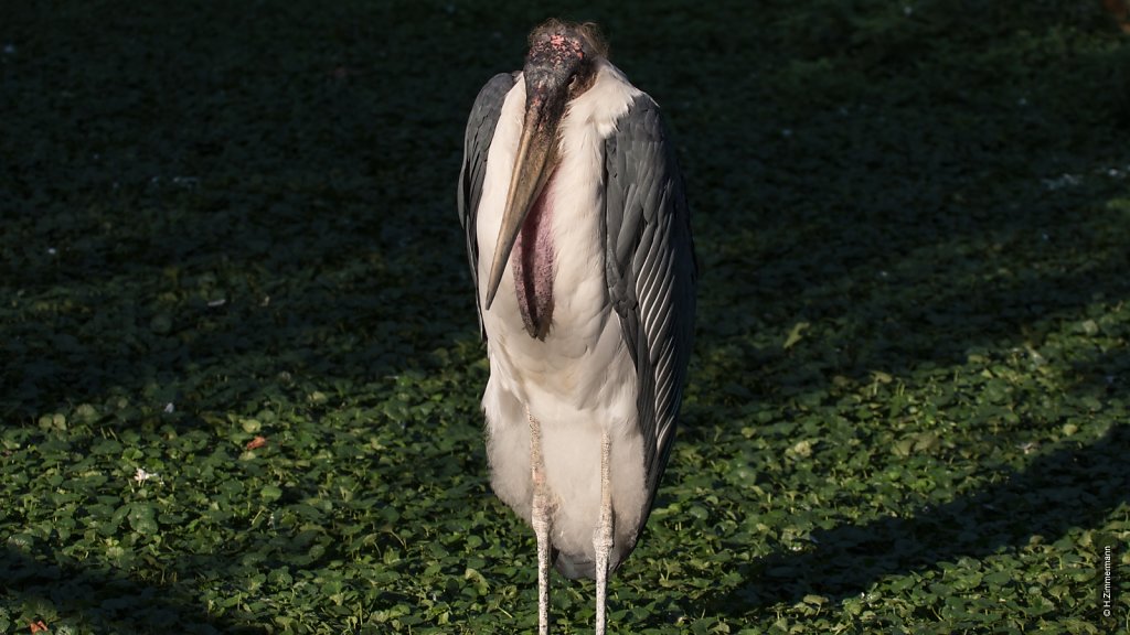 Kölner Zoo