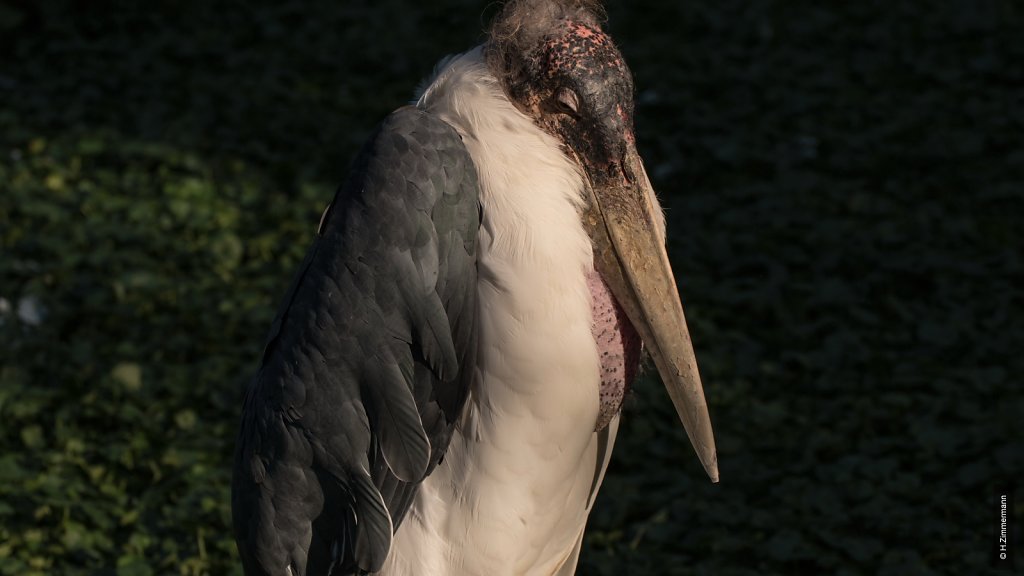 Kölner Zoo