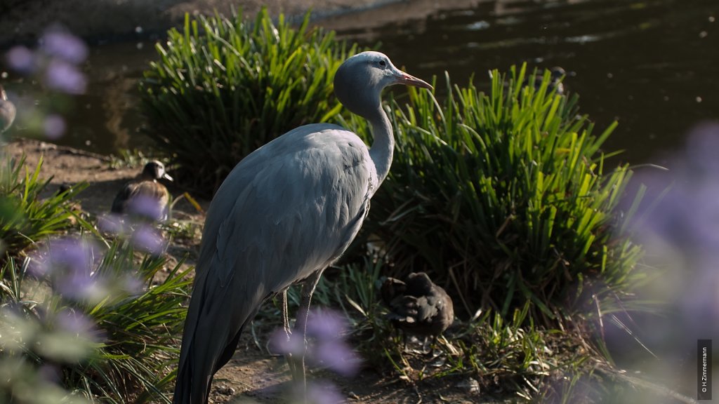 Kölner Zoo