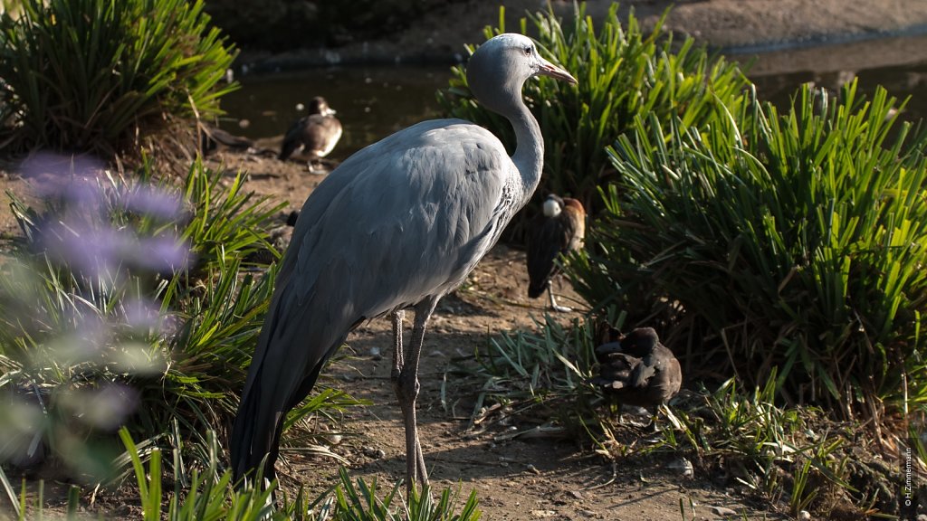 Kölner Zoo