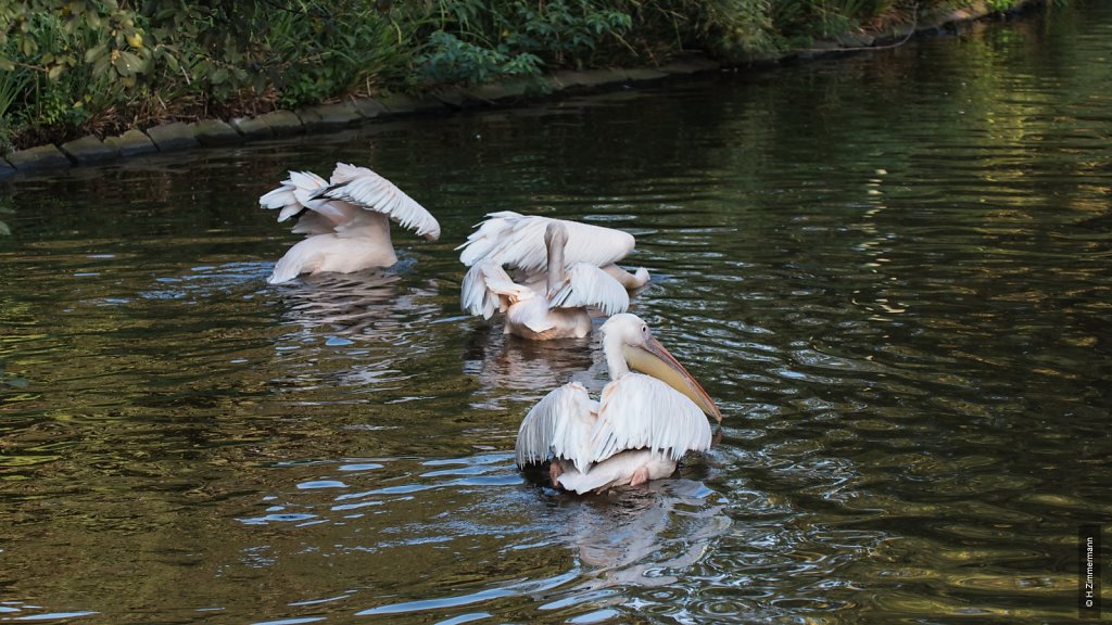 Kölner Zoo