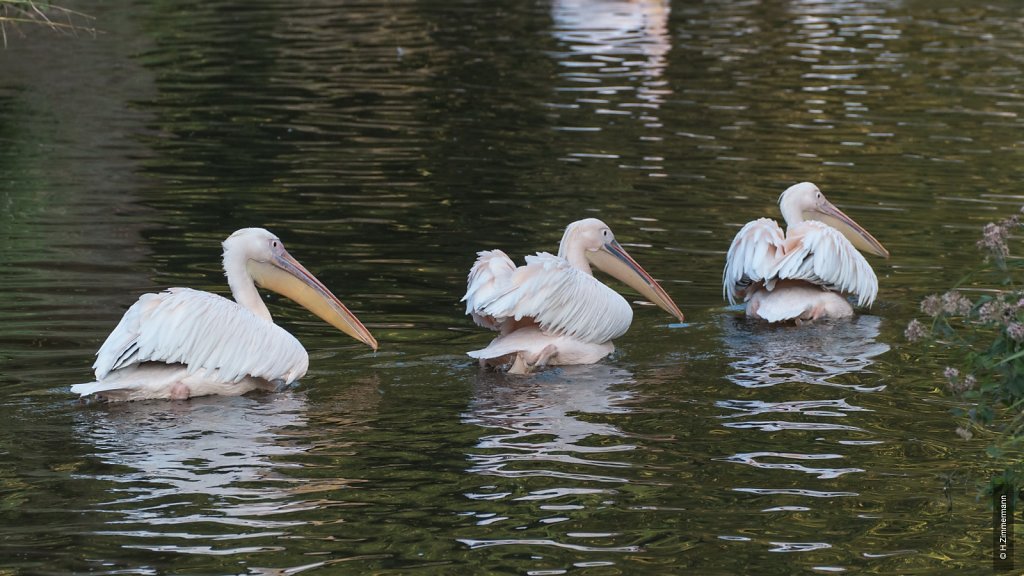 Kölner Zoo