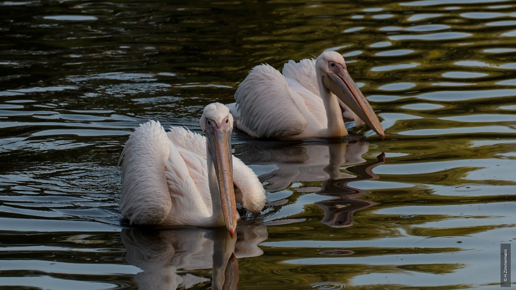 Kölner Zoo