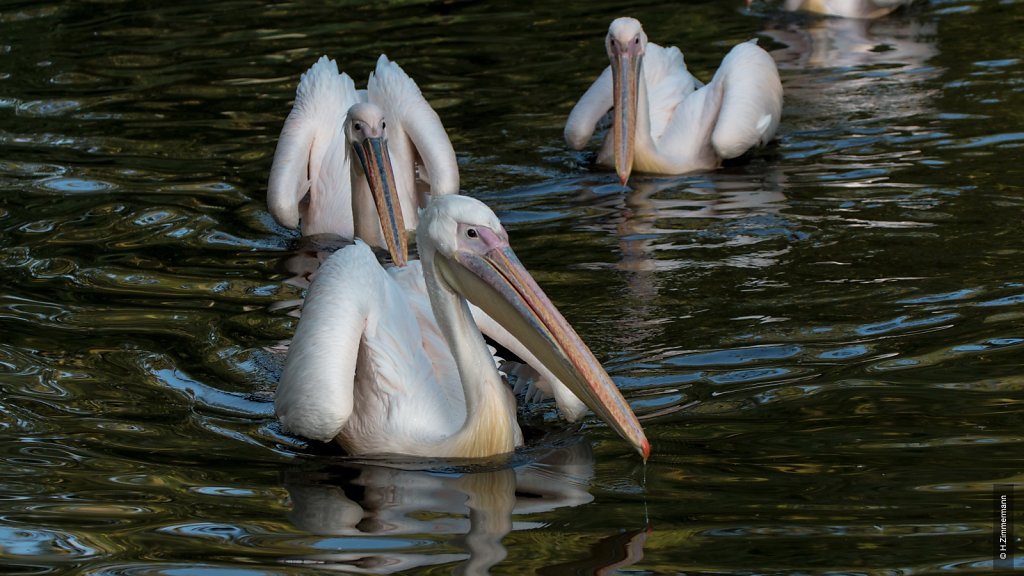 Kölner Zoo