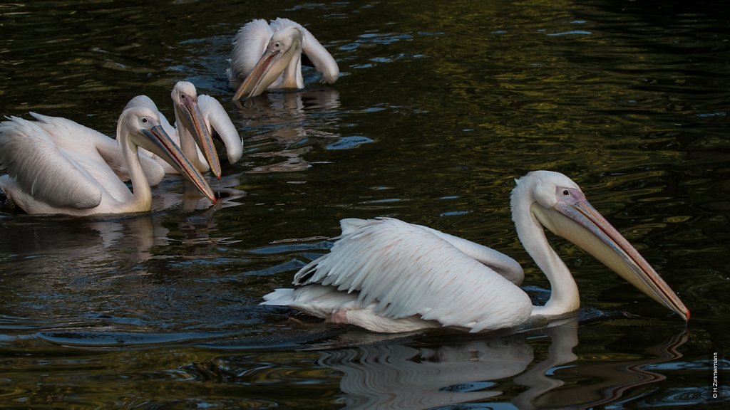 Kölner Zoo