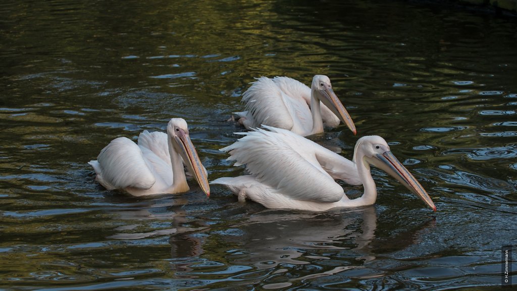 Kölner Zoo