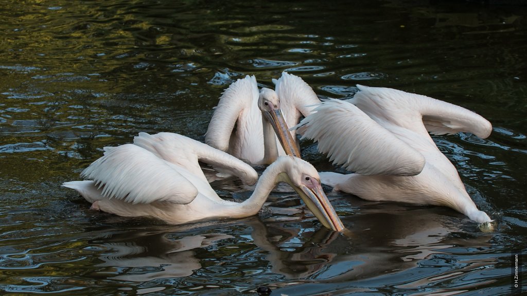 Kölner Zoo