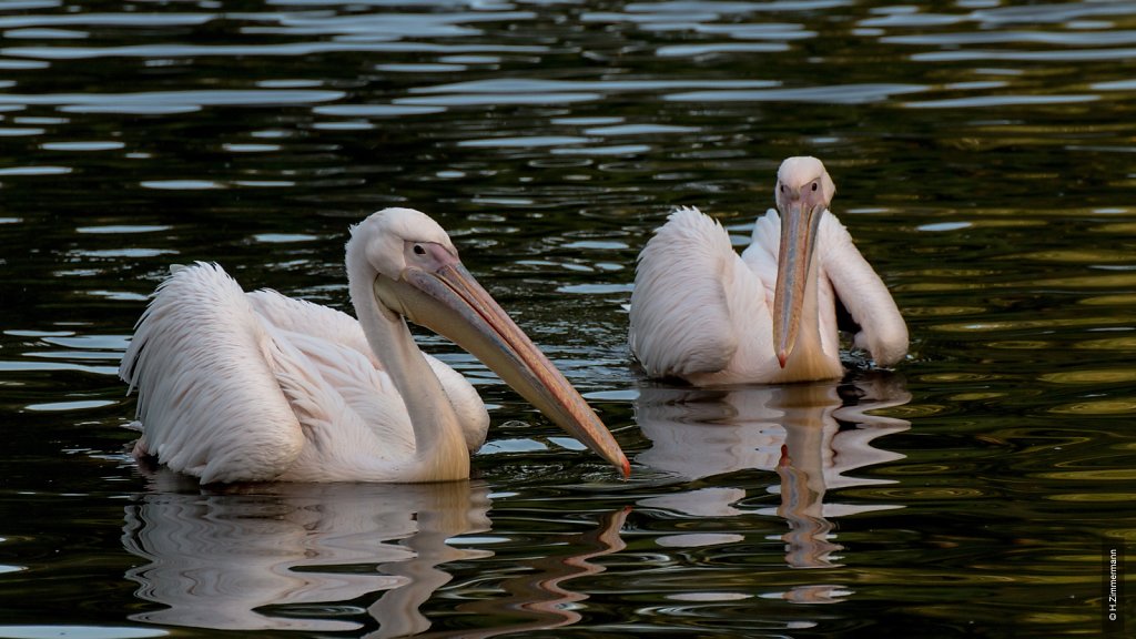 Kölner Zoo