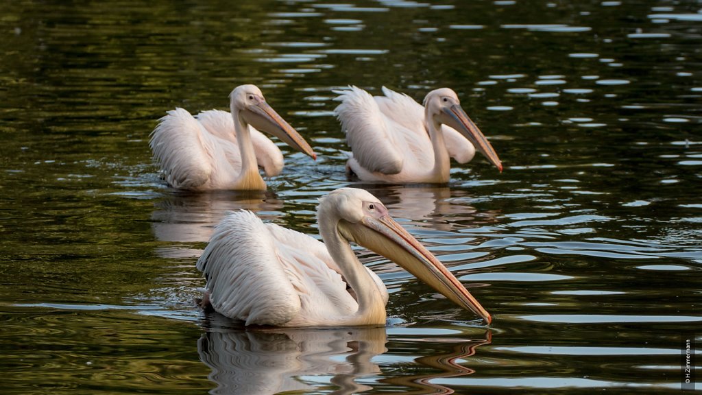 Kölner Zoo