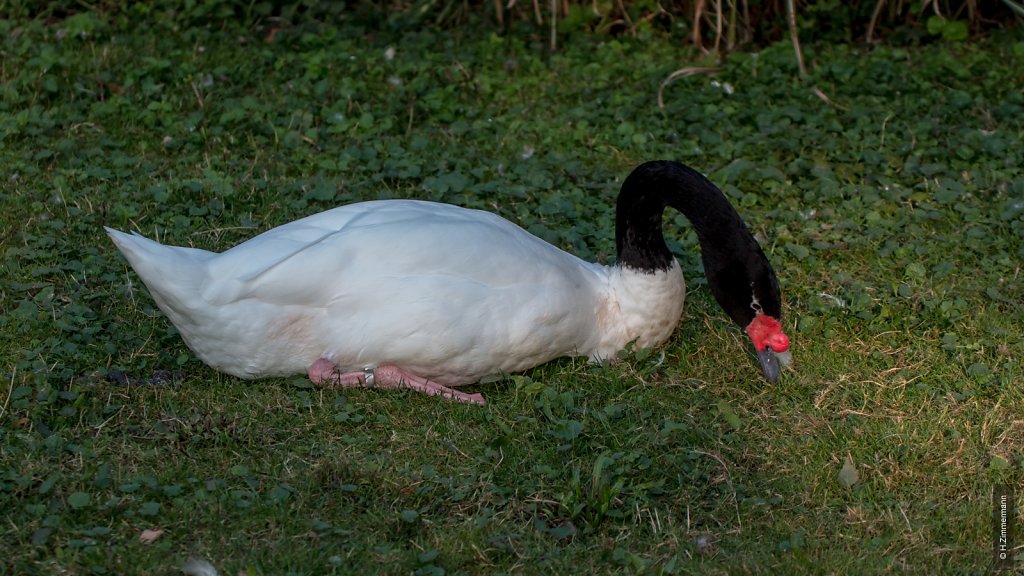 Kölner Zoo