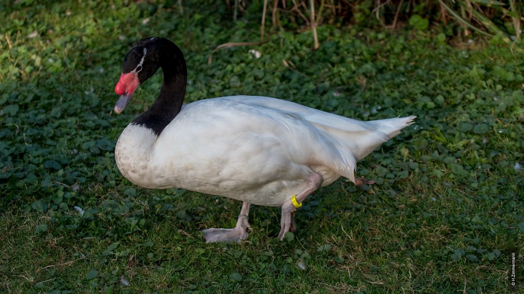 Kölner Zoo