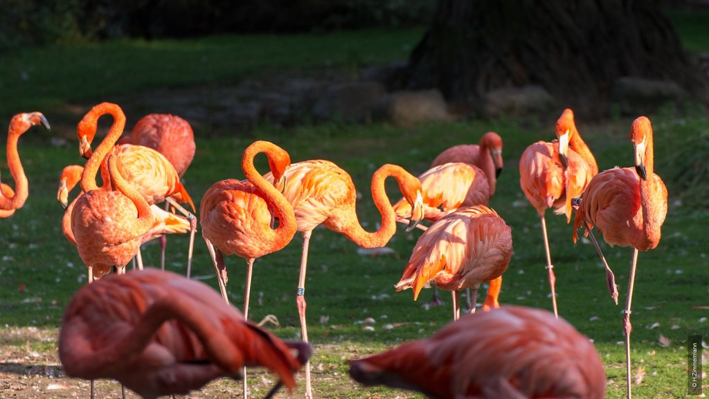 Kölner Zoo