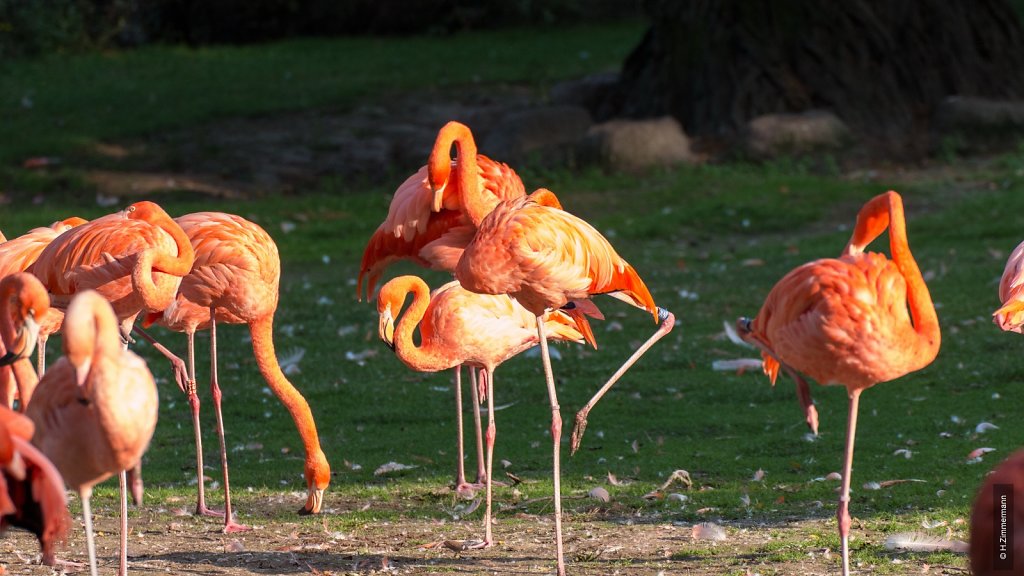 Kölner Zoo