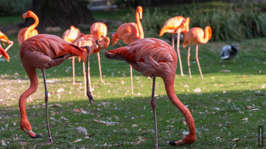 Kölner Zoo