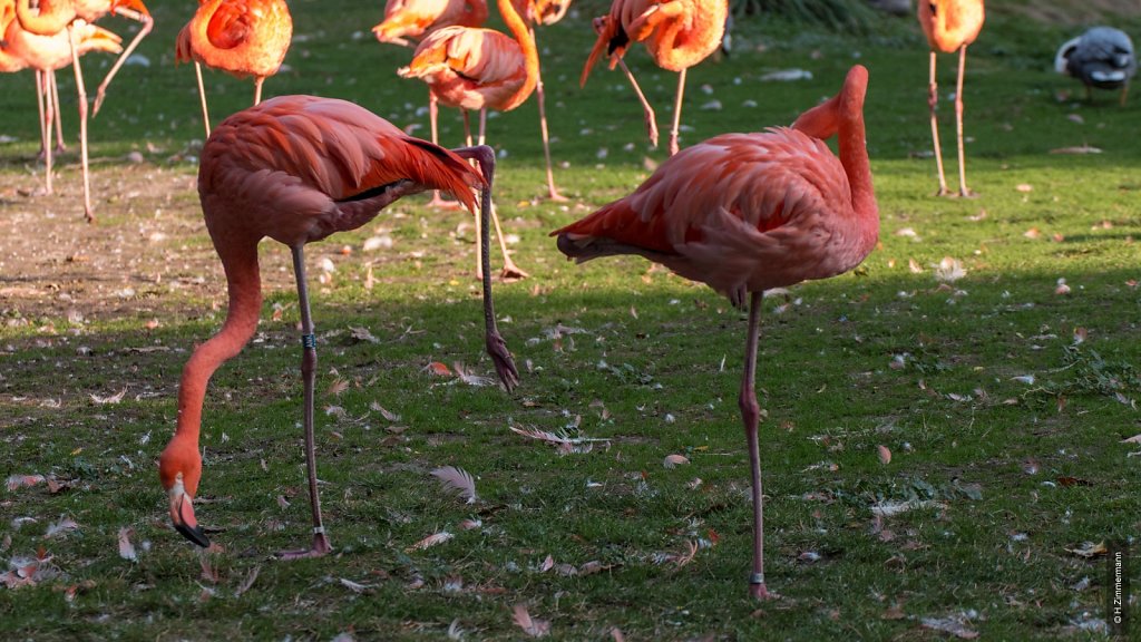 Kölner Zoo