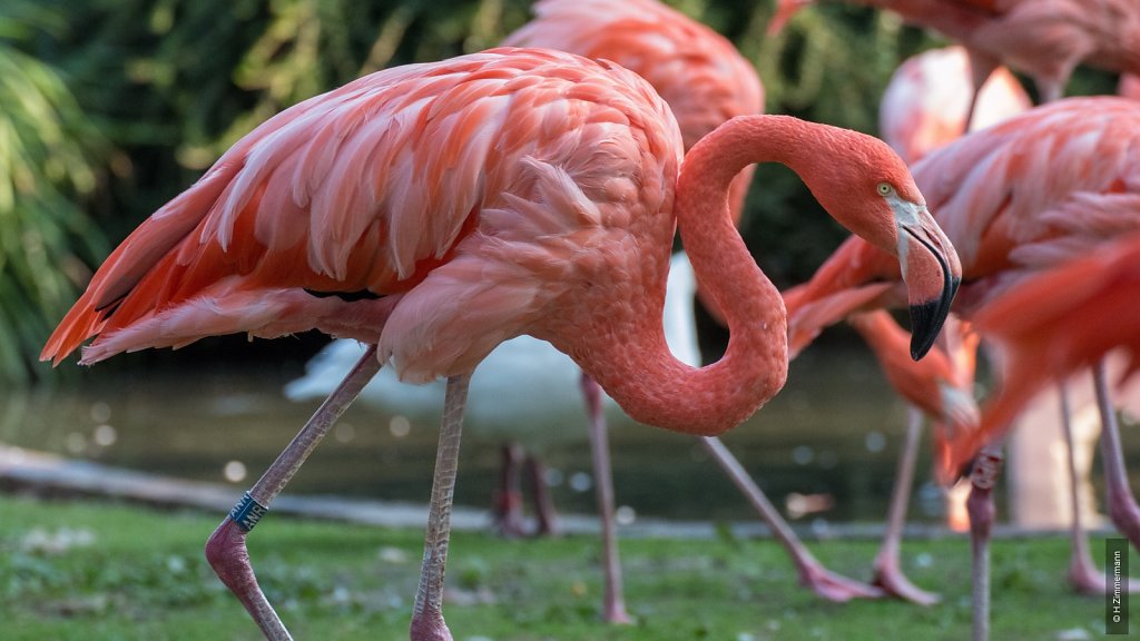 Kölner Zoo