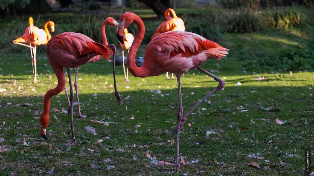 Kölner Zoo