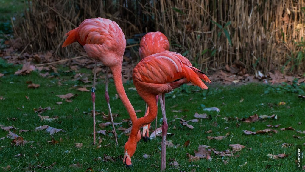 Kölner Zoo