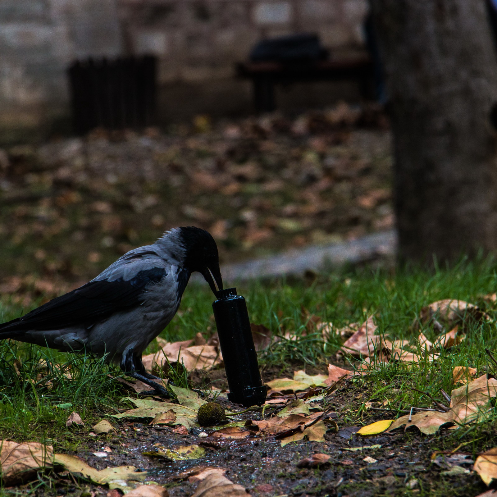 Istanbul - Gülhane Park