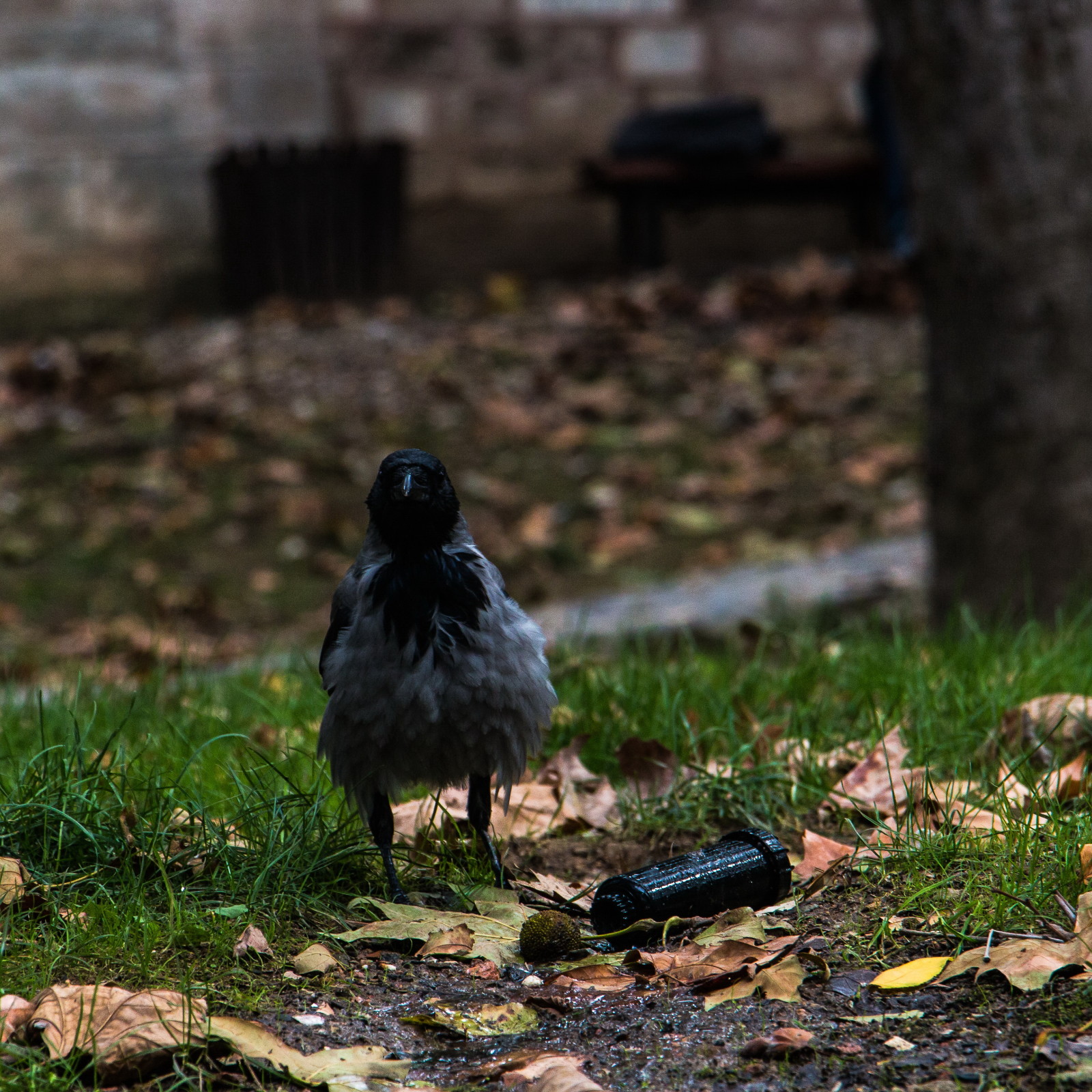 Istanbul - Gülhane Park
